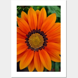 Orange Gazania African Daisies Summer Flower Posters and Art